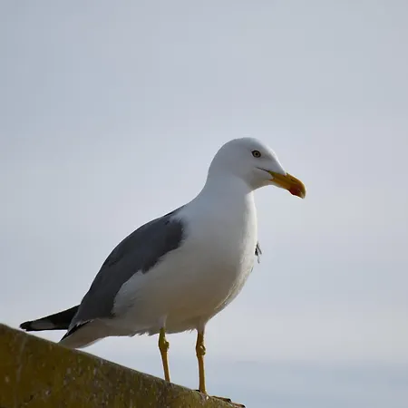 Da Rocha * بورتيماو